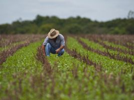 Soja: Custo de produção está em R$ 3,347 mil por hectare no MT