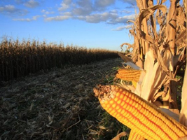 Colheita de milho em Mato Grosso avança para 21,4% da área, aponta Imea