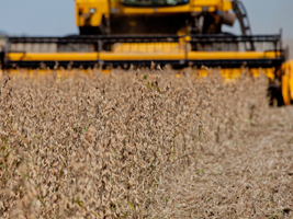 Área agrícola do Brasil deve crescer 1,5% ao ano na próxima década, dizem FAO e OCDE