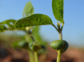 Safra 2015/16: Céleres estima aumento de 2,3% na área plantada de soja