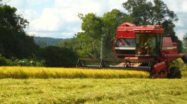 Mercado agrícola inicia segundo semestre sem grandes impactos da pandemia