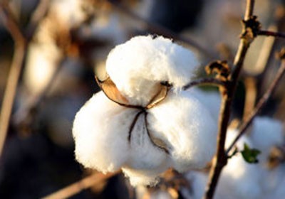 Mato Grosso deve ampliar em 2,2% área plantada com algodão