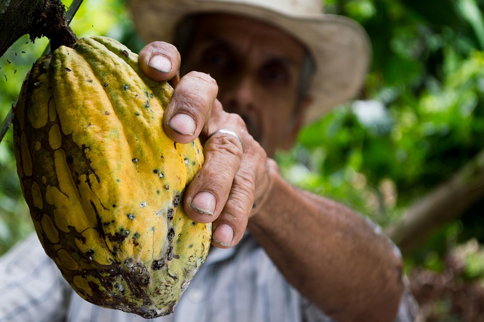 Importações de cacau do Brasil triplicam devido à seca