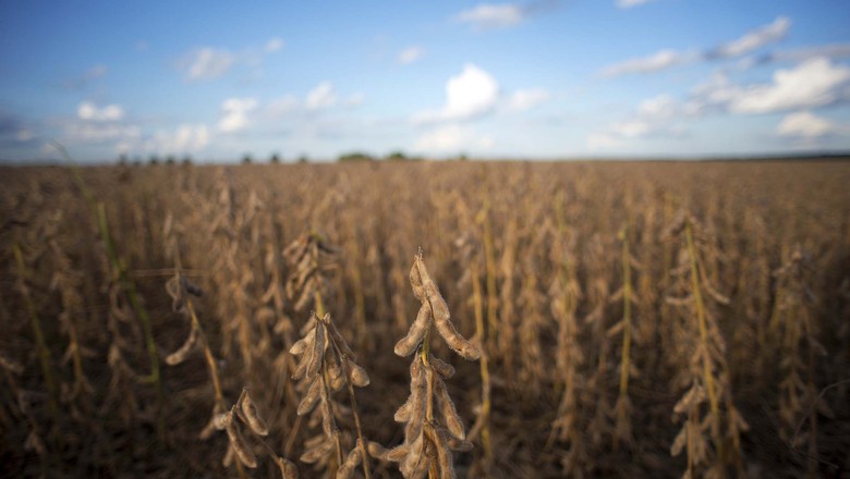 Valor da produção agropecuária deve atingir R$ 503 bilhões