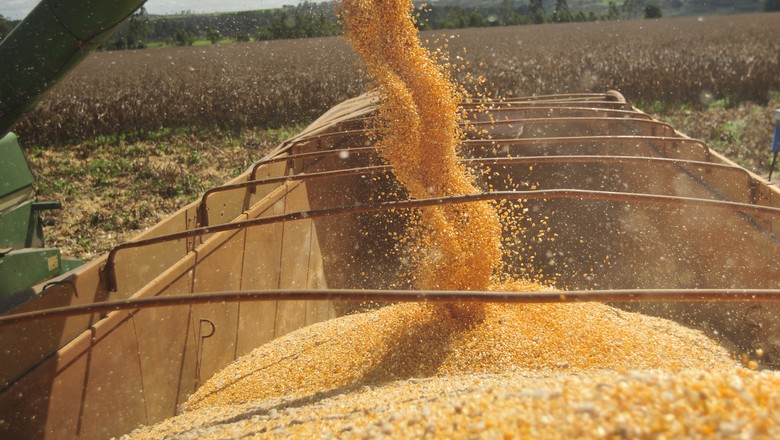 Colheita do milho passa de 95% da área em Mato Grosso