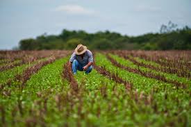 Sem crédito, agricultor troca insumos por produtos agrícolas