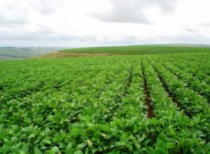 EUA 2015/16: Aumentam pedidos de indenização do seguro para áreas não plantadas com soja e milho