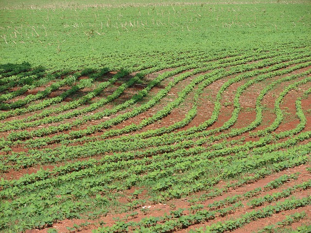 COMEÇA BEM O PLANTIO DA NOVA SAFRA DE SOJA NO PR