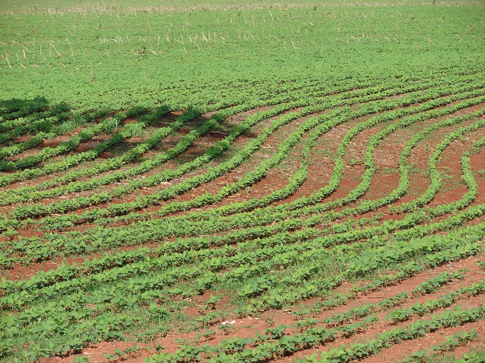 Incerteza sobre safra desacelera vendas de soja do Brasil em dezembro, diz analista